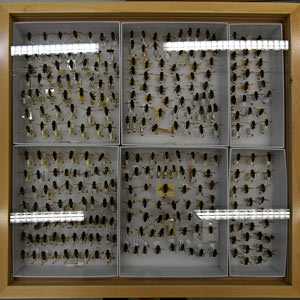 10/11 A hoverfly drawer in London's Natural History Museum