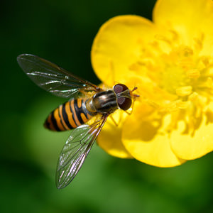 1/11 The Marmalade Hoverfly, Episyrphus balteatus, on a buttercup