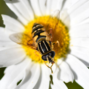 5/11 A Tiger Hoverfly, Helophilus pendulus, on an Ox-eye Daisy