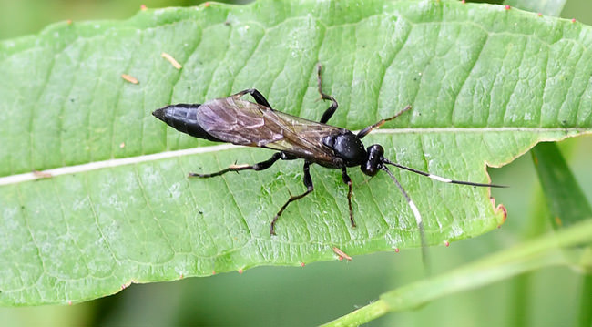 Unidentified ichneumon wasp, June 2022, Worthing