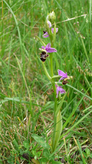 3/12 Bee orchid