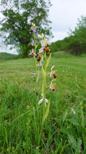 4/12 Bee orchid