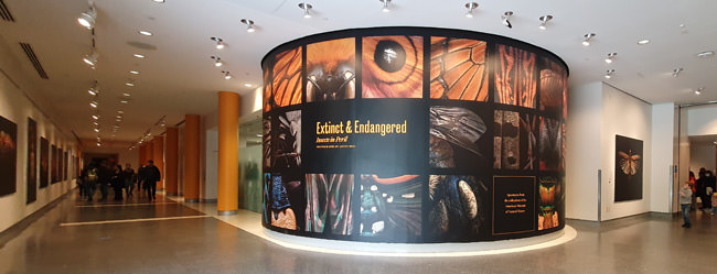 Extinct & Endangered - an exhibition at The American Museum of Natural History in New York
