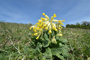 3/7 A cowslip on Newtimber Hill, Sussex