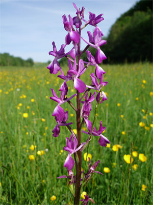 11/12 Possible purple orchid