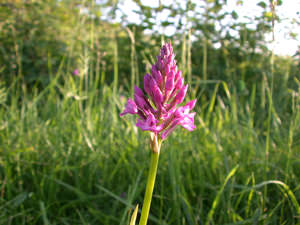12/12 Possible pyramidal orchid