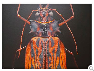 9/15 Sabertooth Longhorn Beetle