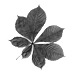 Small section division image of a chestnut leaf