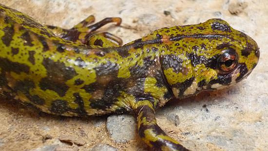 Close-up view of the European salamander.