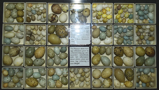 Birds' eggs at the Booth Museum of Natural History