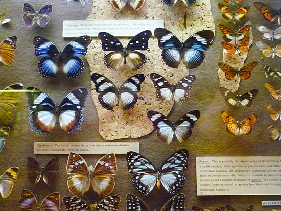 Butterfly display at the Booth Museum of Natural History