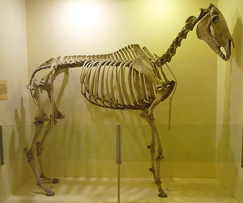 Booth Museum horse skeleton