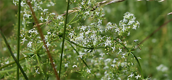 Hedge or common bedstraw