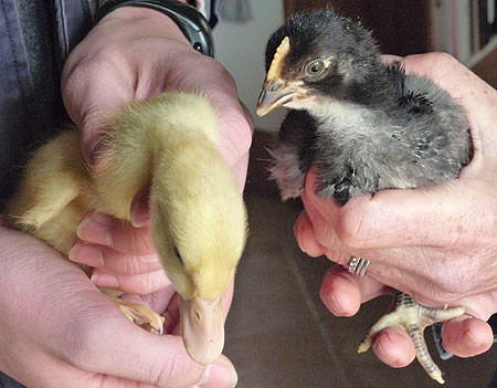 Spring duckling and chick