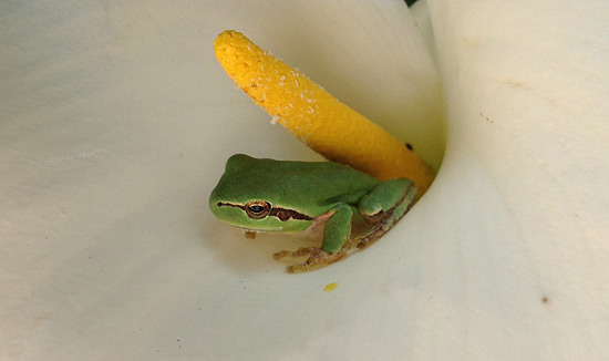 The European tree frog in an arum lily.
