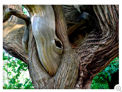 11/12 A chestnut tree in Croft Castle's The Spanish Chestnut Avenue, landscape orientation