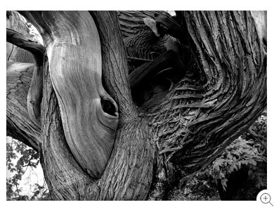 12/12 A single chestnut tree, in monochrome, from Croft Castle's Spanish Chestnut Avenue
