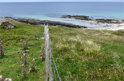 15/15 Machair at Hogh Bay, Isle of Coll; over-grazed on the left; allowed to grow in abundance on the right
