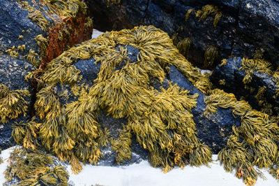 13/15 Seaweed and kelp, the Isle of Coll: surely inspiration for officers' epaulettes!