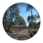 1/12 The forest of Les Landes in south-west France.