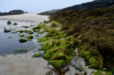 12/15 Seaweed and kelp, the Isle of Coll