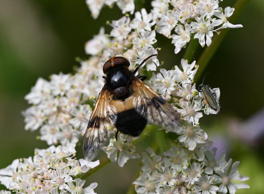 Volucella inflata (female), Worthing, West Sussex, July 2023