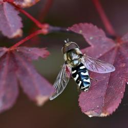 Scaeva pyrastri is a relatively large hoverfly with obviously white abdominal markings.