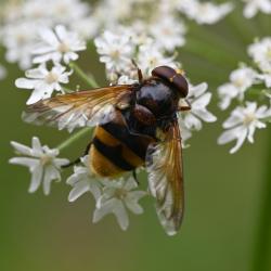 Volucella zonaria (male), Worthing, West Sussex, July 2023