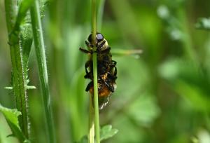 Merodon equestris (male and female), Worthing, West Sussex, June 2023