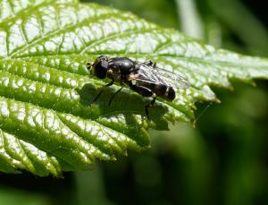 Syritta pipiens (female), Worthing, West Sussex, May 2022
